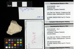 Foto (Objekt + Etiketten) von ? Cyclothyreus sp. 